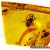 Amber with inclusions