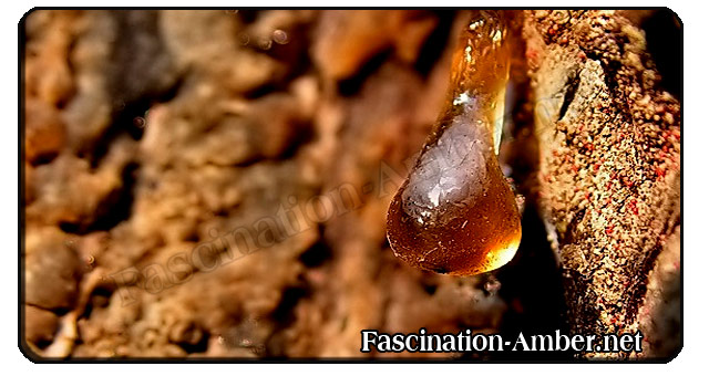 Amber Origin
