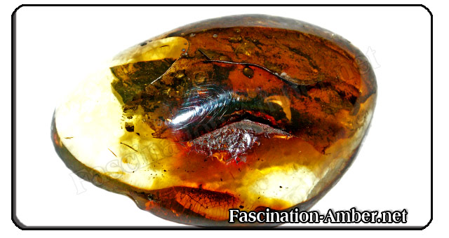 Amber-cut-and-polished Amber-cut-and-polished