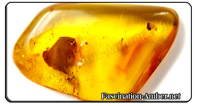 Amber - inclusions - leaf Amber - inclusions - leaf