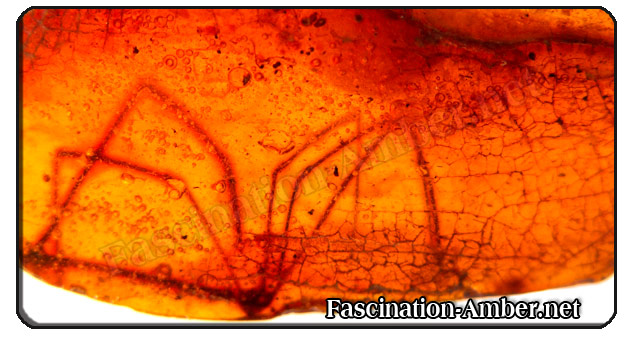 Amber inclusions - spider Amber inclusions - spider