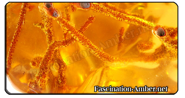 Amber - inclusions Amber - inclusions