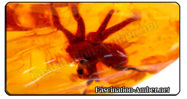 Amber with insect