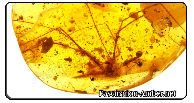 Amber - spider Amber - spider